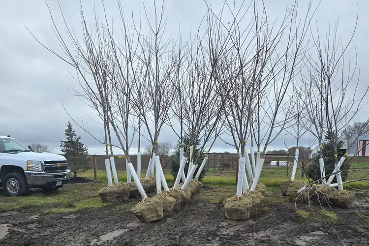 Balled and burlapped trees staged on site ready for planting