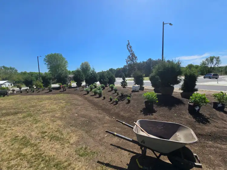 Commercial shrub installation along boulevard slope with balled shrubs staged for planting