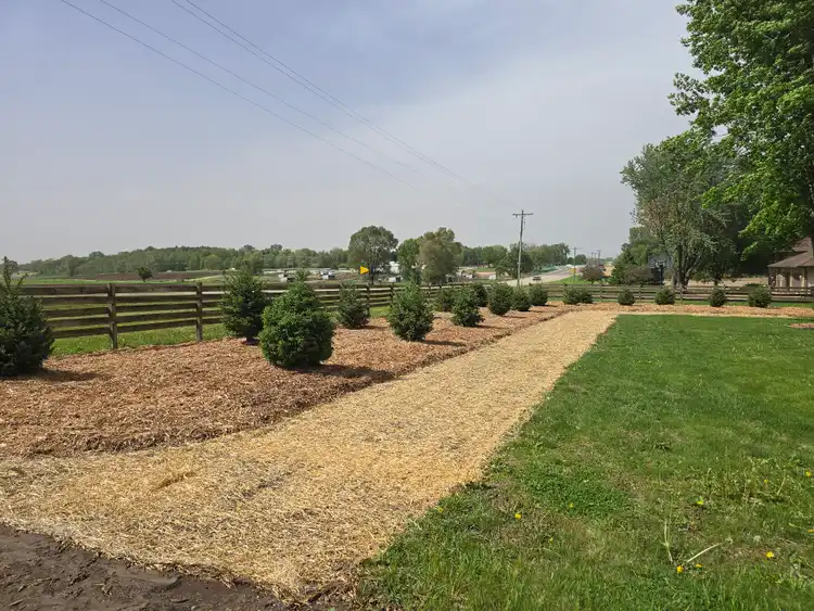 Row of evergreen shrubs installed along fence line for residential privacy screen